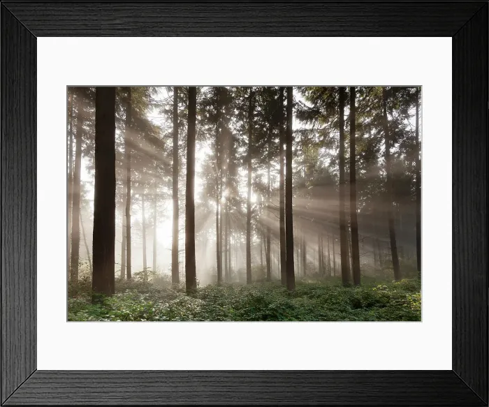 Framed Print : Sunbeams in a forest, Moselle Valley, Rhineland-Palatinate, Germany, Europe Framed Print : Sunbeams in a forest, Moselle Valley, Rhineland-Palatinate, Germany, Europe