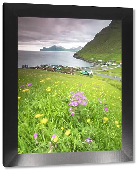 Wild flowers, Elduvik, Eysturoy Island, Faroe Islands, Denmark, Europe