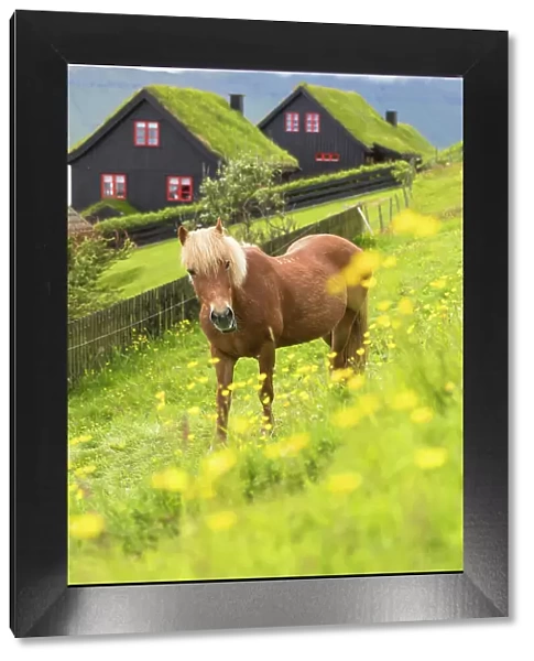 Horse in green meadows, Kirkjubour, Streymoy island, Faroe Islands, Denmark, Europe