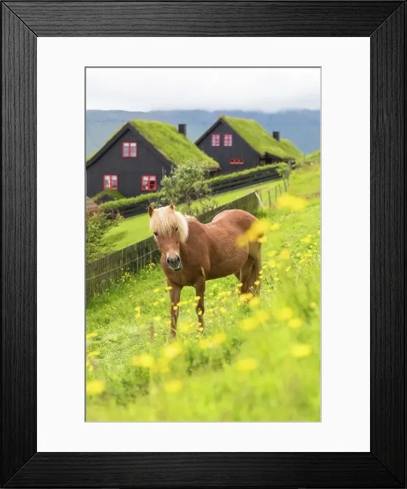 Framed Print : Horse in green meadows, Kirkjubour, Streymoy island, Faroe Islands, Denmark, Europe Framed Print : Horse in green meadows, Kirkjubour, Streymoy island, Faroe Islands, Denmark, Europe