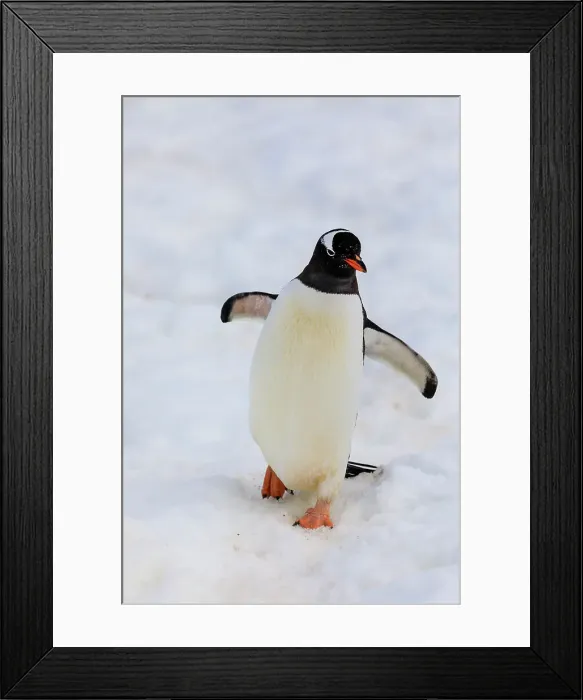 Framed Print : Gentoo penguin (Pygoscelis papua), Cuverville Island, Errera Channel, Danco Coast Framed Print : Gentoo penguin (Pygoscelis papua), Cuverville Island, Errera Channel, Danco Coast