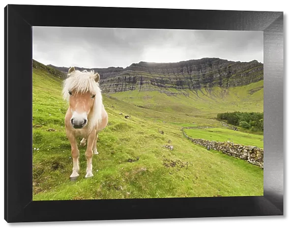 Horse in green meadows, Kunoy Island, Nordoyar, Faroe Islands, Denmark, Europe