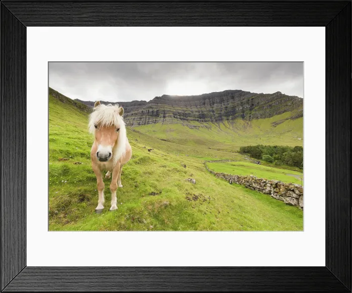 Framed Print : Horse in green meadows, Kunoy Island, Nordoyar, Faroe Islands, Denmark, Europe Framed Print : Horse in green meadows, Kunoy Island, Nordoyar, Faroe Islands, Denmark, Europe