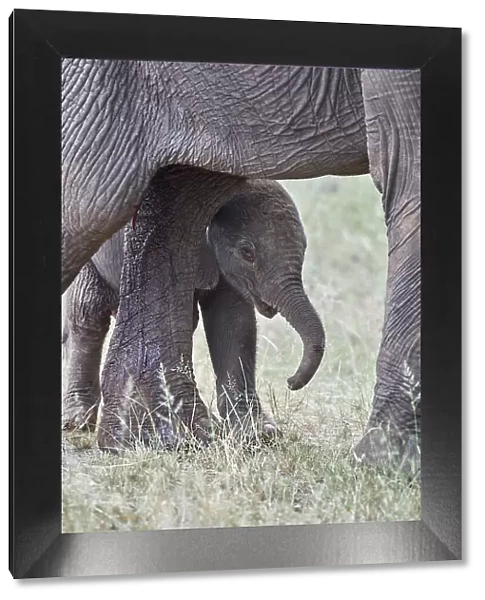Days-old African Elephant (Loxodonta africana) calf, Kruger National Park, South Africa