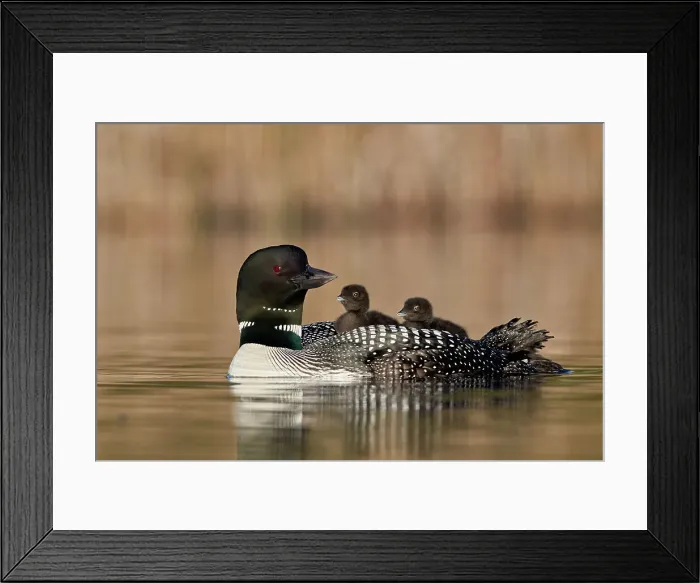 Framed Print : Common Loon (Gavia immer) adult and two chicks on its back, Lac Le Jeune Provincial Park Framed Print : Common Loon (Gavia immer) adult and two chicks on its back, Lac Le Jeune Provincial Park
