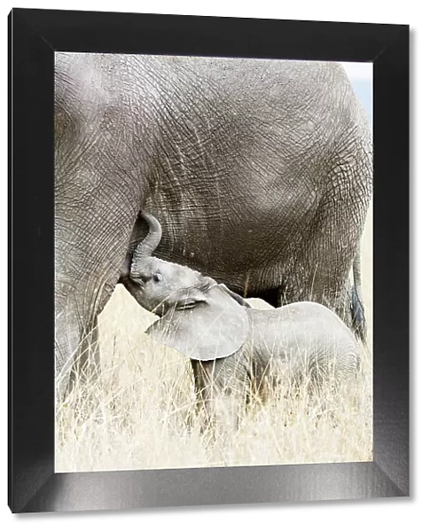 Baby African elephant and mother (Loxodonta africana), Serengeti National Park, UNESCO