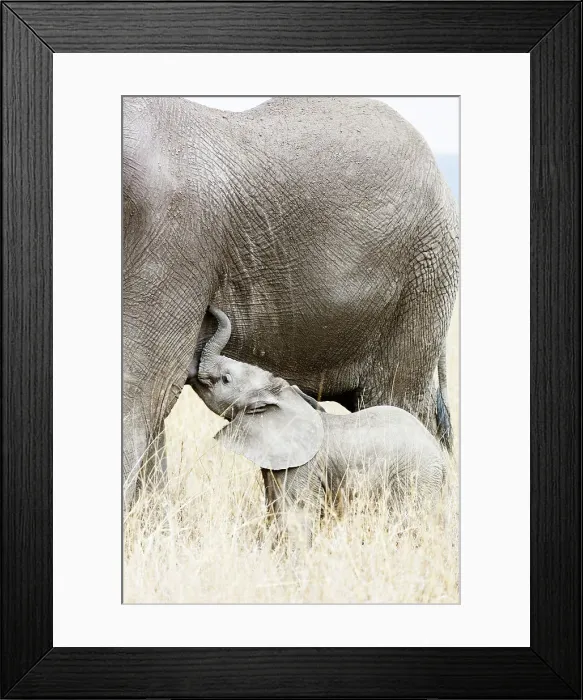 Framed Print : Baby African elephant and mother (Loxodonta africana), Serengeti National Park, UNESCO Framed Print : Baby African elephant and mother (Loxodonta africana), Serengeti National Park, UNESCO