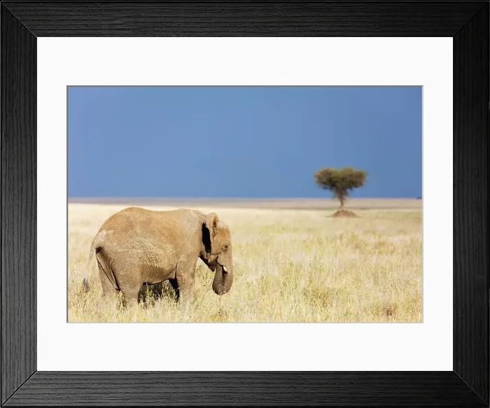 Framed Print : African elephant (Loxodonta africana), Serengeti National Park, UNESCO World Heritage Site Framed Print : African elephant (Loxodonta africana), Serengeti National Park, UNESCO World Heritage Site