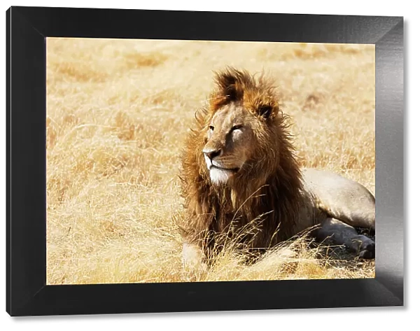Lion (Panthera leo), Ngorongoro Crater Conservation Area, UNESCO World Heritage Site