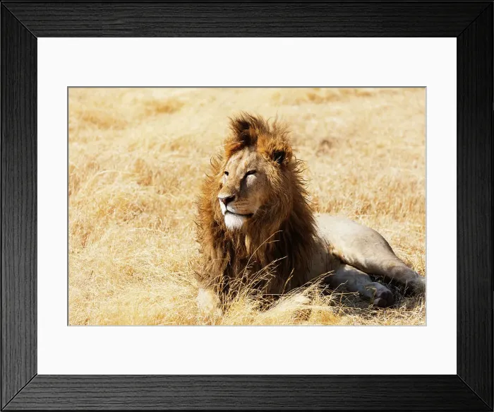 Framed Print : Lion (Panthera leo), Ngorongoro Crater Conservation Area, UNESCO World Heritage Site Framed Print : Lion (Panthera leo), Ngorongoro Crater Conservation Area, UNESCO World Heritage Site