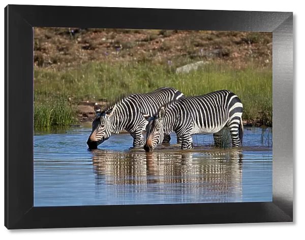 Two Cape Mountain Zebra (Equus zebra zebra) drinking with reflection, Mountain Zebra National Park