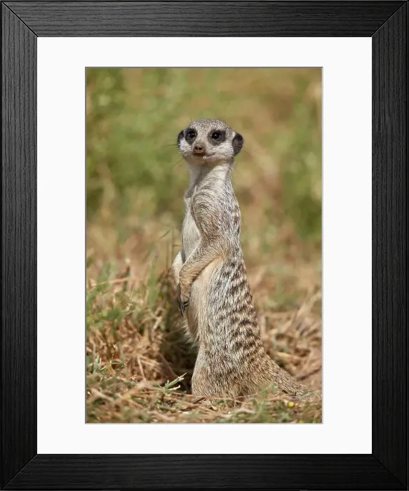 Framed Print : Meerkat (Suricate) (Suricata suricatta), Mountain Zebra National Park, South Africa Framed Print : Meerkat (Suricate) (Suricata suricatta), Mountain Zebra National Park, South Africa