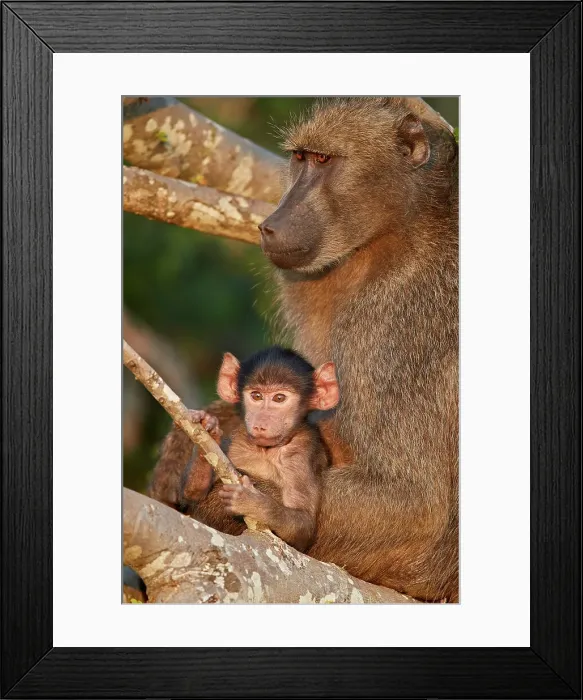 Framed Print : Chacma Baboon (Papio ursinus) mother and infant, Kruger National Park, South Africa Framed Print : Chacma Baboon (Papio ursinus) mother and infant, Kruger National Park, South Africa