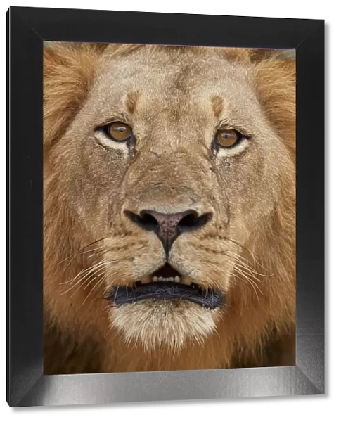 Lion (Panthera leo), male, Kruger National Park, South Africa, Africa