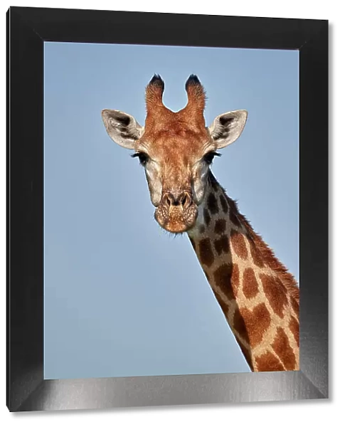 Cape Giraffe (Giraffa camelopardalis giraffa), Kruger National Park, South Africa, Africa
