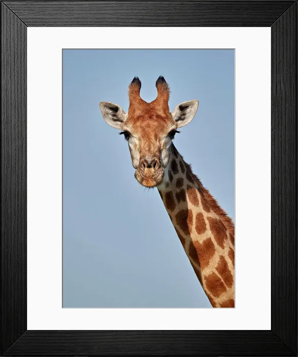 Framed Print : Cape Giraffe (Giraffa camelopardalis giraffa), Kruger National Park, South Africa, Africa Framed Print : Cape Giraffe (Giraffa camelopardalis giraffa), Kruger National Park, South Africa, Africa