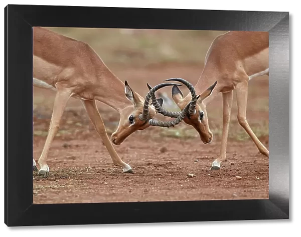 Impala (Aepyceros melampus) bucks sparring, Kruger National Park, South Africa, Africa