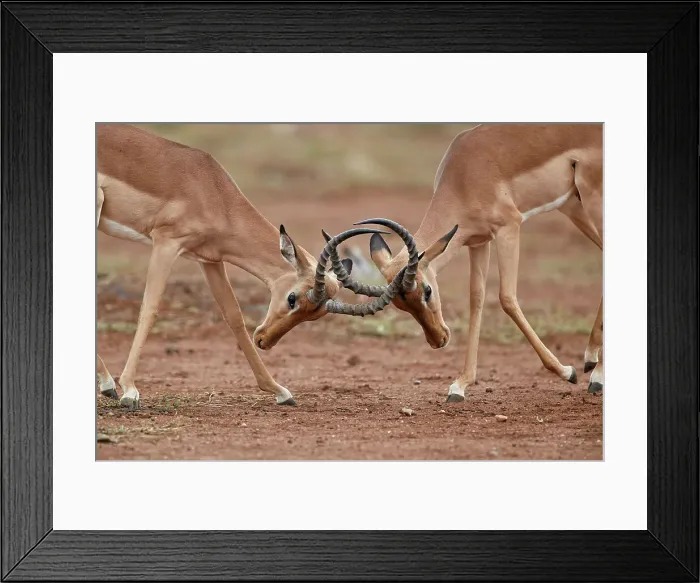 Framed Print : Impala (Aepyceros melampus) bucks sparring, Kruger National Park, South Africa, Africa Framed Print : Impala (Aepyceros melampus) bucks sparring, Kruger National Park, South Africa, Africa