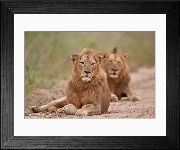 Framed Print : Two male Lion (Panthera leo), Kruger National Park, South Africa, Africa Framed Print : Two male Lion (Panthera leo), Kruger National Park, South Africa, Africa