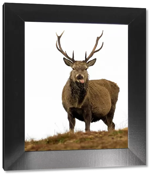 Red Deer Stag sticking out tongue, Scottish Highlands, Scotland, United Kingdom, Europe