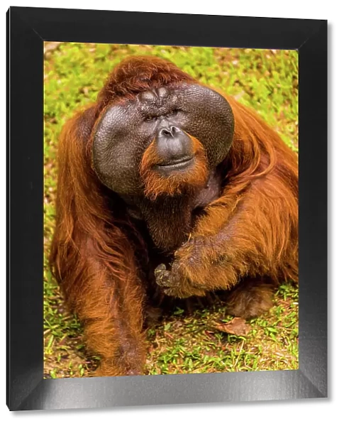 Native Orangutan in Bako National Park, Kuching, Sarawak, Borneo, Malaysia, Southeast Asia