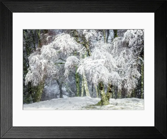 Framed Print : Winter snow in the Cairngorms forest, Scotland, United Kingdom, Europe Framed Print : Winter snow in the Cairngorms forest, Scotland, United Kingdom, Europe