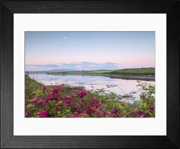 Framed Print : Wild flowers in meadows by the sea, Cahersiveen, County Kerry, Munster, Republic of Ireland