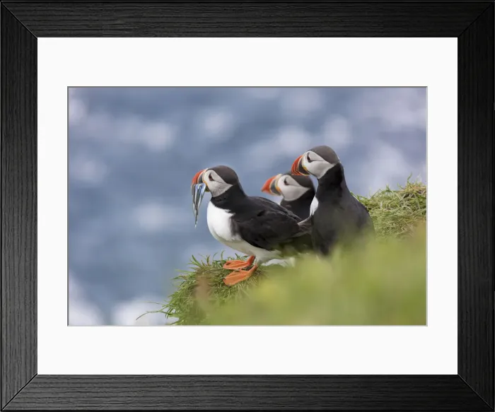 Framed Print : Atlantic puffins with fish in the beak, Mykines Island, Faroe Islands, Denmark, Europe Framed Print : Atlantic puffins with fish in the beak, Mykines Island, Faroe Islands, Denmark, Europe