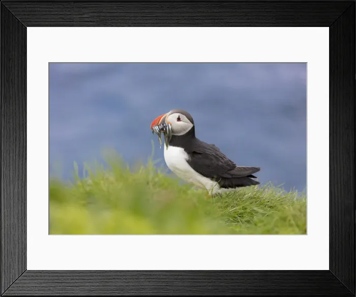 Framed Print : Atlantic puffin with catch in the beak, Mykines Island, Faroe Islands, Denmark, Europe Framed Print : Atlantic puffin with catch in the beak, Mykines Island, Faroe Islands, Denmark, Europe