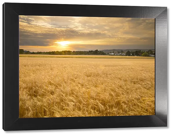 Sunset over a barley field, Austria, Europe