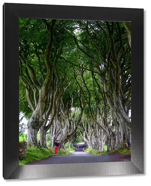 The Dark Hedges, an avenue of beech trees, Game of Thrones location, County Antrim