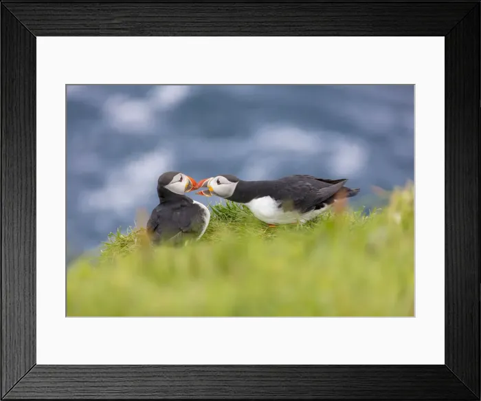 Framed Print : Atlantic puffins on grass, Mykines Island, Faroe Islands, Denmark, Europe Framed Print : Atlantic puffins on grass, Mykines Island, Faroe Islands, Denmark, Europe
