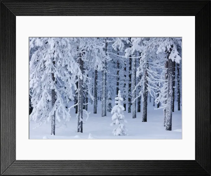 Framed Print : Frozen trees in the snow capped forest, Sodankyla, Lapland, Finland, Europe Framed Print : Frozen trees in the snow capped forest, Sodankyla, Lapland, Finland, Europe