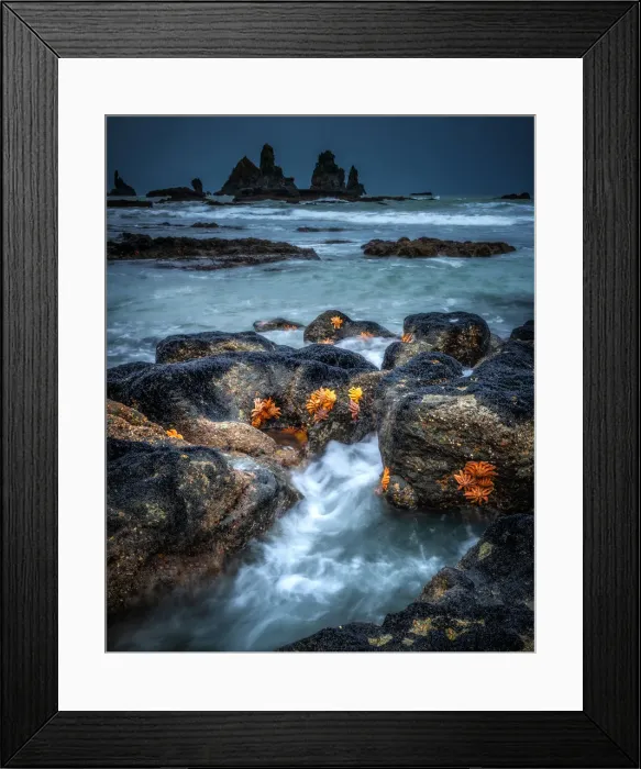 Framed Print : Starfish of Motukiekie Beach, near Punakaiki, west coast of South Island, New Zealand Framed Print : Starfish of Motukiekie Beach, near Punakaiki, west coast of South Island, New Zealand