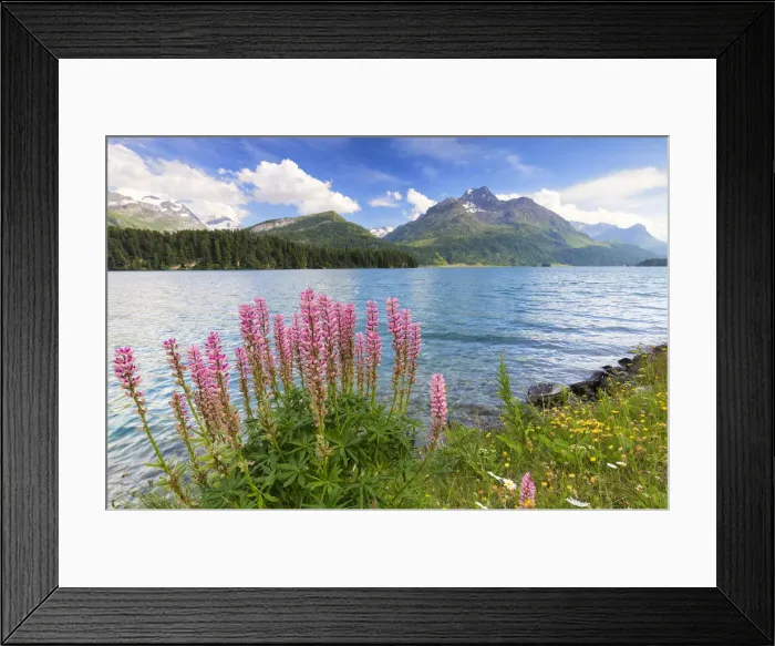 Framed Print : Bloom of Lupinus (Lupine) at Lej da Sils, Engadine Valley, Graubunden, Switzerland Framed Print : Bloom of Lupinus (Lupine) at Lej da Sils, Engadine Valley, Graubunden, Switzerland