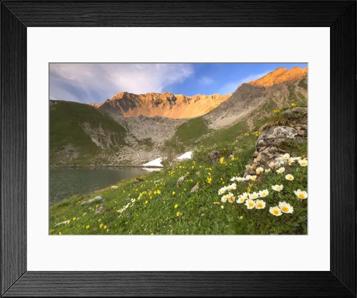 Framed Print : Summer blooms at Lej da Prastinaun, Arpiglia Valley (Val Arpiglia), Engadine Valley Framed Print : Summer blooms at Lej da Prastinaun, Arpiglia Valley (Val Arpiglia), Engadine Valley