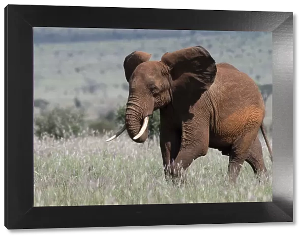 African elephant (Loxodonta africana), Tsavo, Kenya, East Africa, Africa
