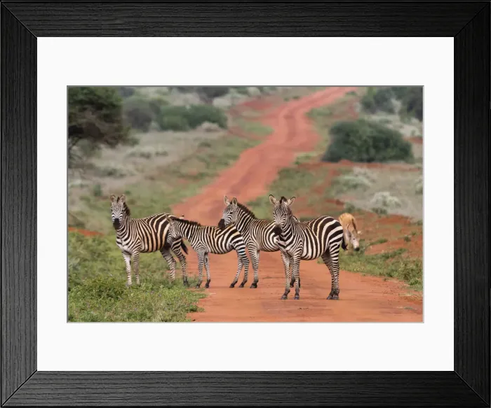 Framed Print : Plains zebras (Equus quagga), Tsavo, Kenya, East Africa, Africa Framed Print : Plains zebras (Equus quagga), Tsavo, Kenya, East Africa, Africa
