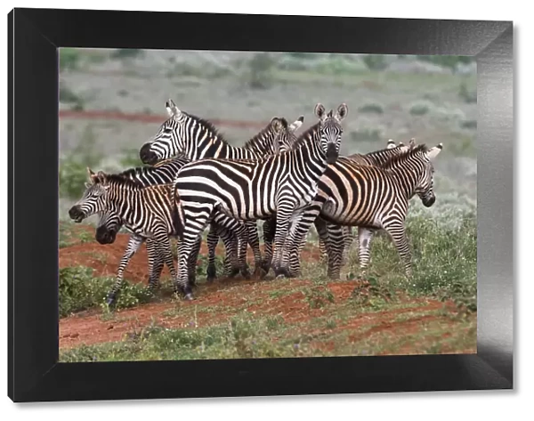 Plains zebras (Equus quagga), Tsavo, Kenya, East Africa, Africa