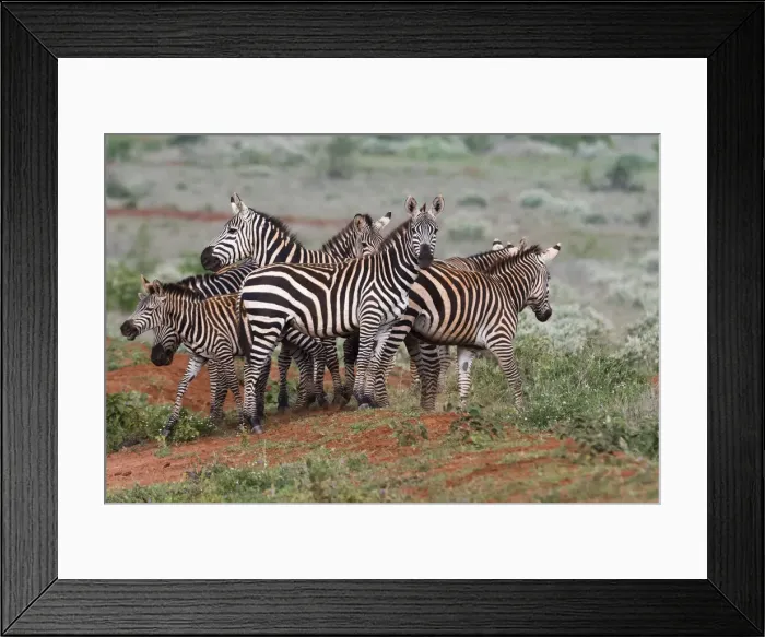 Framed Print : Plains zebras (Equus quagga), Tsavo, Kenya, East Africa, Africa Framed Print : Plains zebras (Equus quagga), Tsavo, Kenya, East Africa, Africa