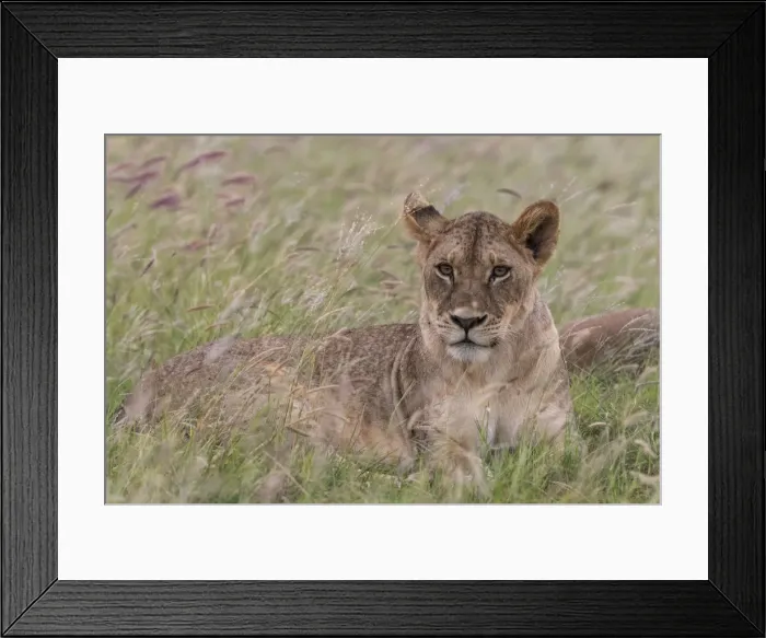 Framed Print : Portrait of a lioness (Panthera leo), in a field of purple grass, Kenya, East Africa Framed Print : Portrait of a lioness (Panthera leo), in a field of purple grass, Kenya, East Africa