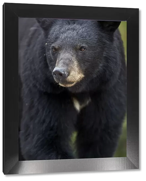 Black Bear (Ursus americanus), Jasper National Park, Alberta, Canada, North America