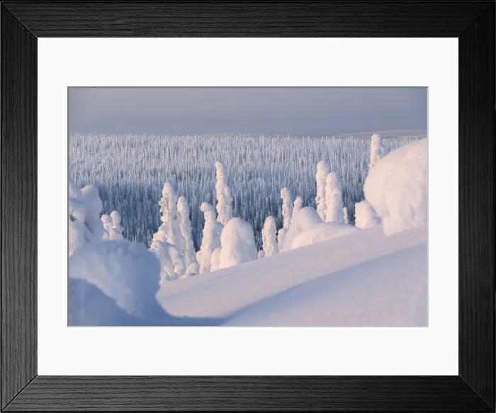 Framed Print : Frozen forest, Riisitunturi National Park, Posio, Lapland, Finland, Europe