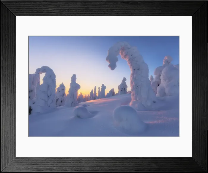 Framed Print : Sunburst on frozen trees at dawn, Riisitunturi National Park, Posio, Lapland, Finland Framed Print : Sunburst on frozen trees at dawn, Riisitunturi National Park, Posio, Lapland, Finland