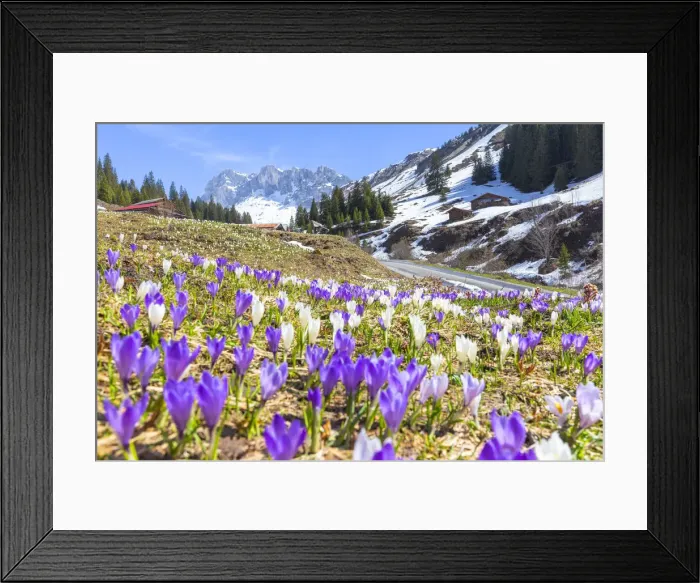 Framed Print : Flowering of crocus in Partnun, Prattigau valley, District of Prattigau / Davos, Canton of Graubunden Framed Print : Flowering of crocus in Partnun, Prattigau valley, District of Prattigau / Davos, Canton of Graubunden