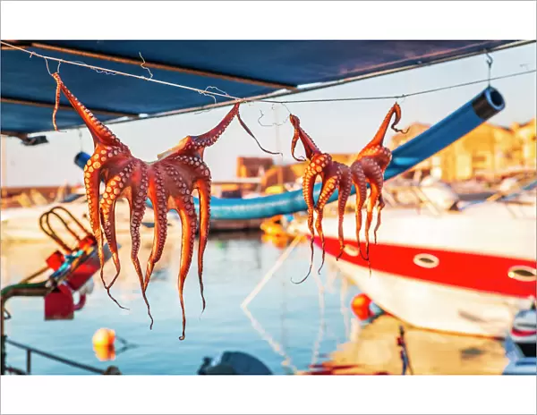 Octopuses hung up to dry on washing lines, Chania, Crete, Greek Islands, Greece, Europe