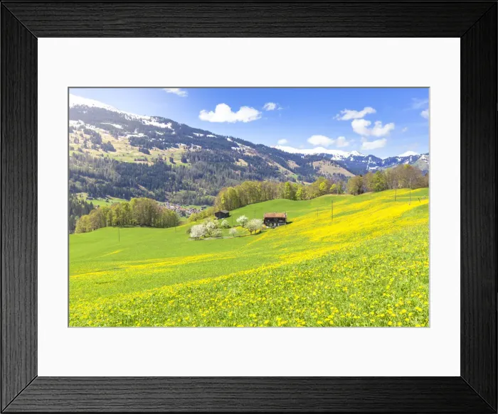 Framed Print : Spring blooms in Sankt Antonien, Prattigau valley, District of Prattigau  /  Davos, Canton