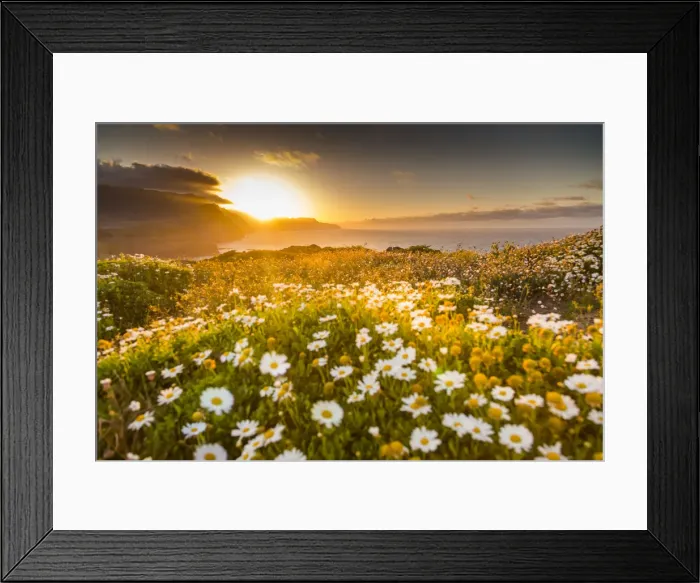Framed Print : Rocky coast at the Ponta da Sao Lourenco and spring flowers at sunset, Eastern tip of the island Framed Print : Rocky coast at the Ponta da Sao Lourenco and spring flowers at sunset, Eastern tip of the island