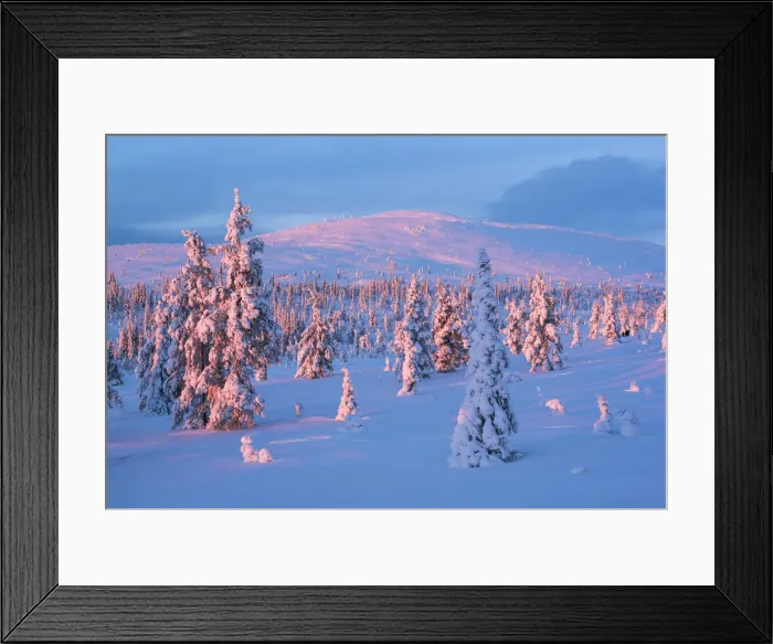 Framed Print : Snow covered winter landscape at sunset, Lapland, Pallas-Yllastunturi National Park