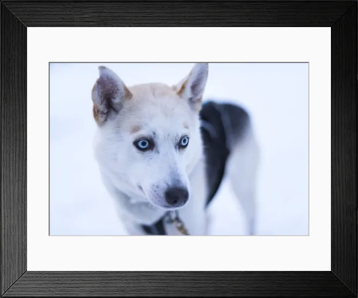 Framed Print : Husky Farm, Lapland, Finland, Europe Framed Print : Husky Farm, Lapland, Finland, Europe